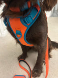 Load image into Gallery viewer, CITRUS AZURE - ADJUSTABLE HARNESS DUO SET