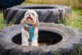 Load image into Gallery viewer, AZURE LE BRONZE TECHNICAL HARNESS