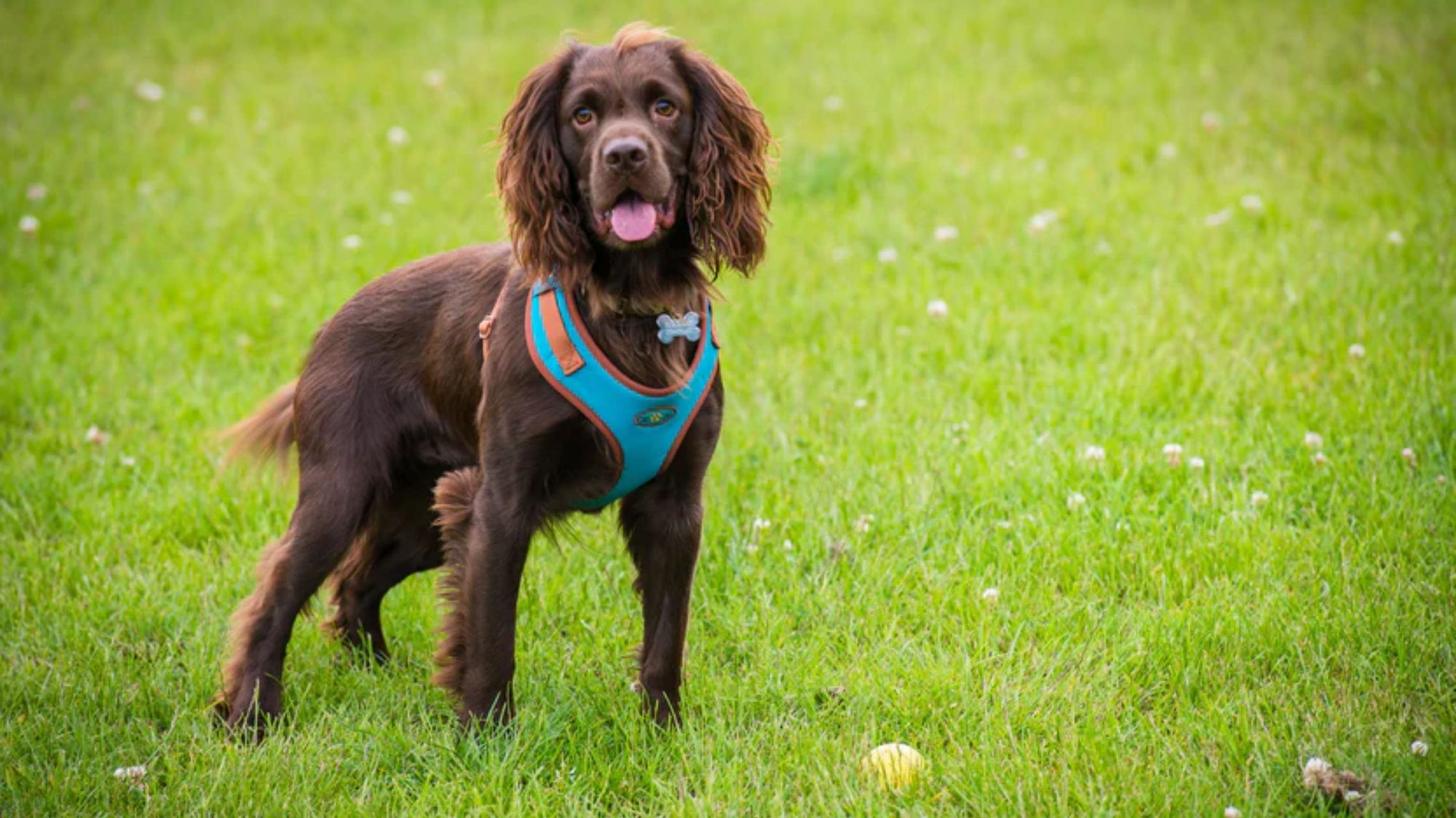 metal clip dog harnesses