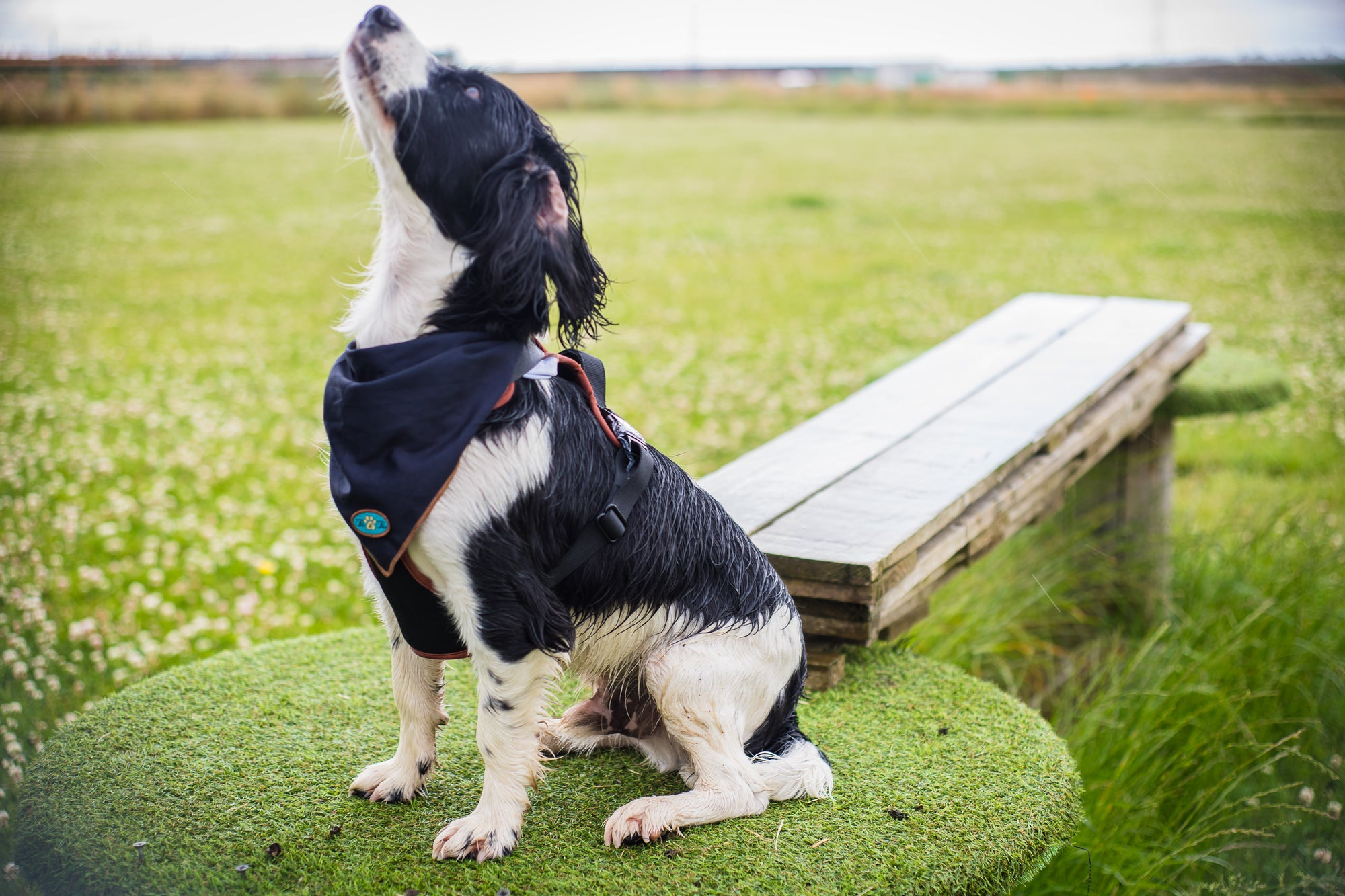 NOIR LE BRONZE ADJUSTABLE LUXURY PADDED HARNESS DUO SET