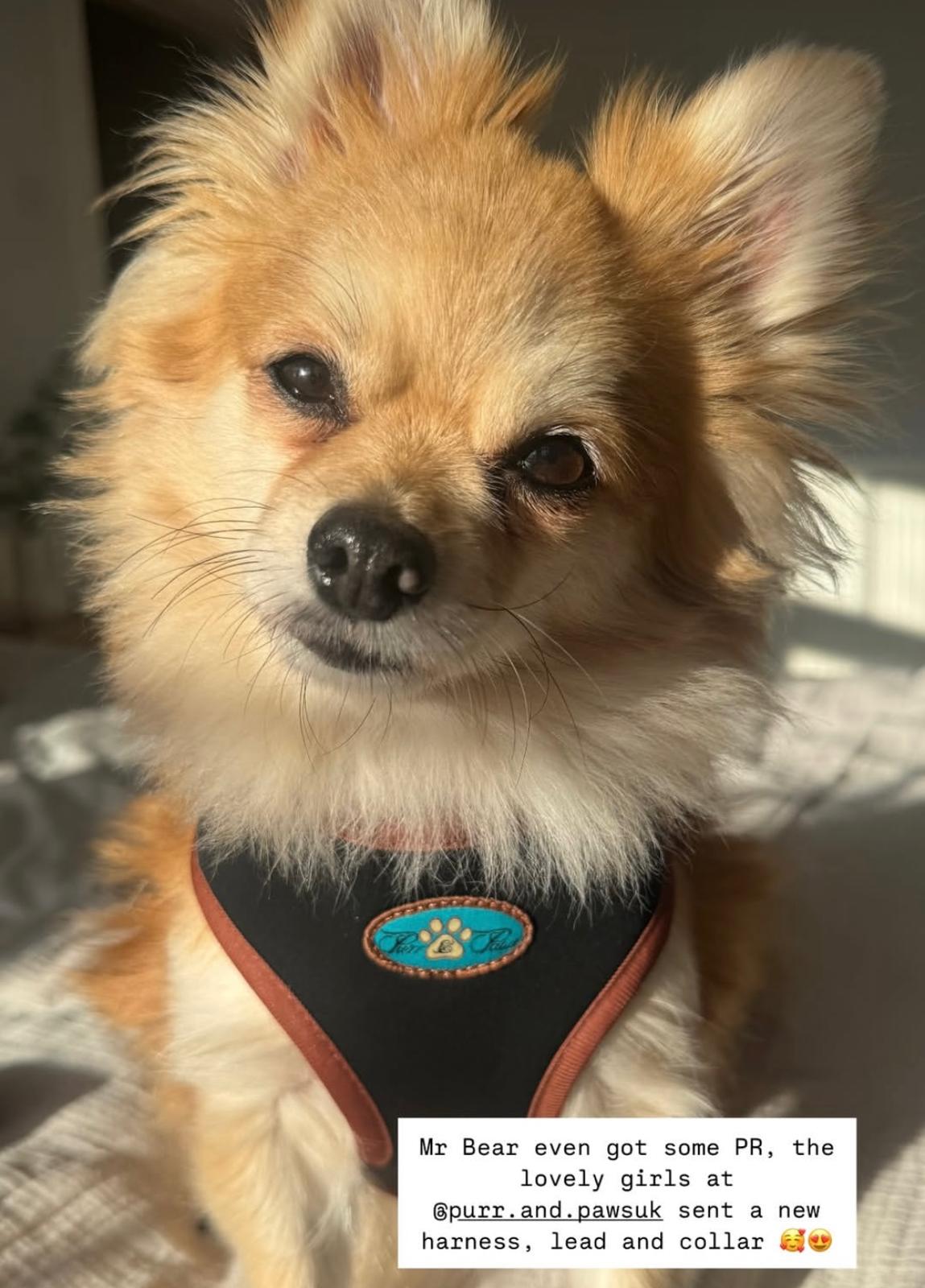 NOIR LE BRONZE ADJUSTABLE LUXURY PADDED HARNESS