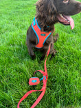 Load image into Gallery viewer, CITRUS AZURE ADJUSTABLE LUXURY HARNESS
