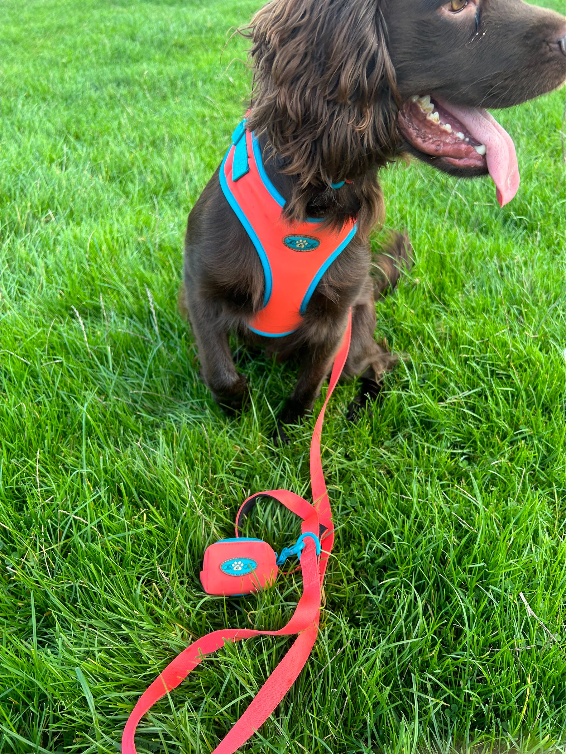 CITRUS AZURE ADJUSTABLE LUXURY HARNESS
