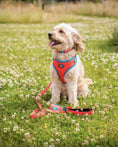 Load image into Gallery viewer, CITRUS AZURE ADJUSTABLE LUXURY HARNESS
