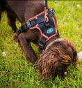 Load image into Gallery viewer, NOIR LE BRONZE - TECHNICAL HARNESS DUO SET
