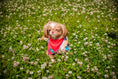 Load image into Gallery viewer, CITRUS AZURE COOLING BANDANNA

