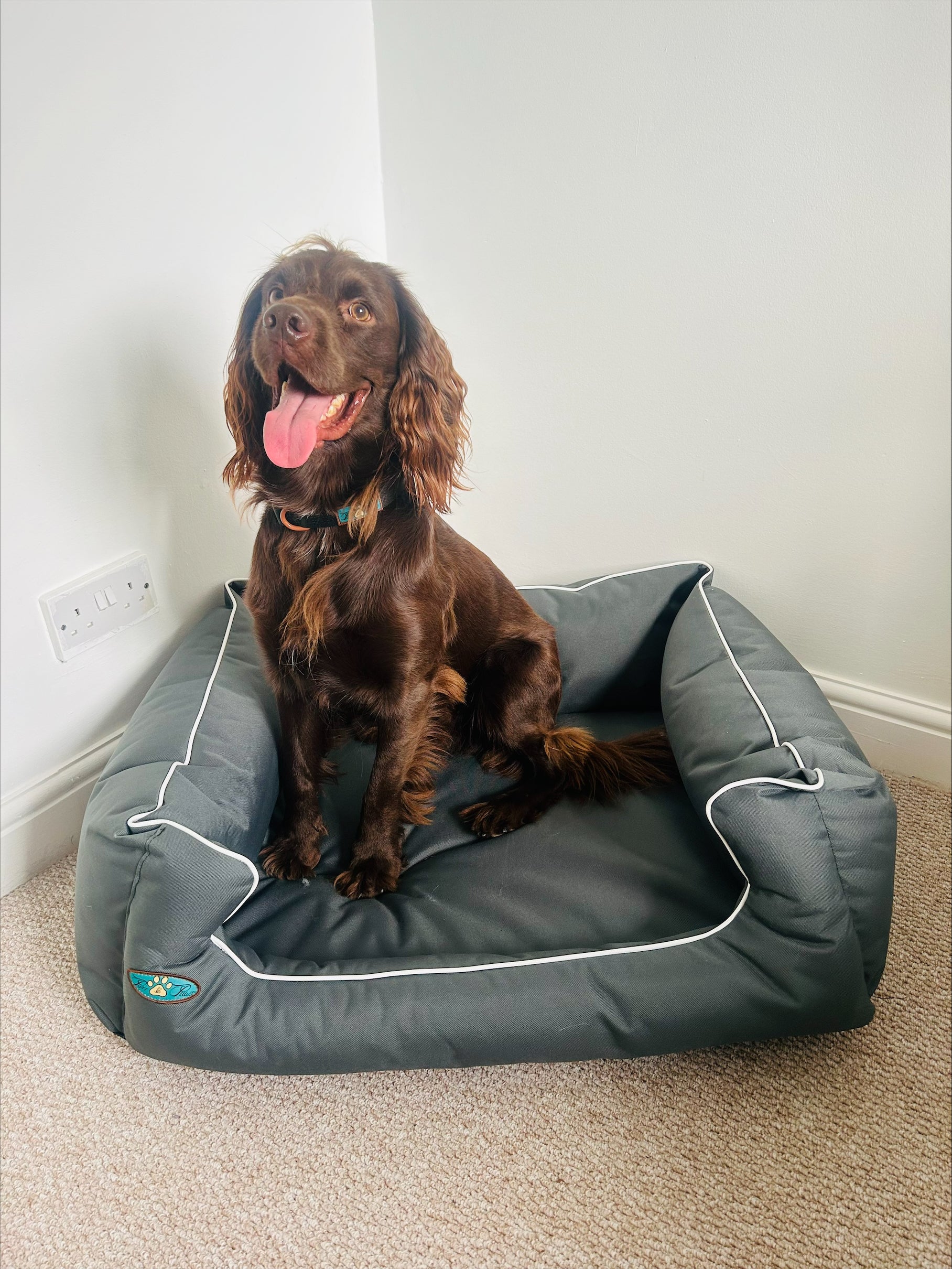 PET BEDS | PURR & PAWS LUXURY DOG BED MEMORY FOAM WATERPROOF DOG SETTEE