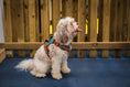 Load image into Gallery viewer, AZURE LE BRONZE TECHNICAL HARNESS
