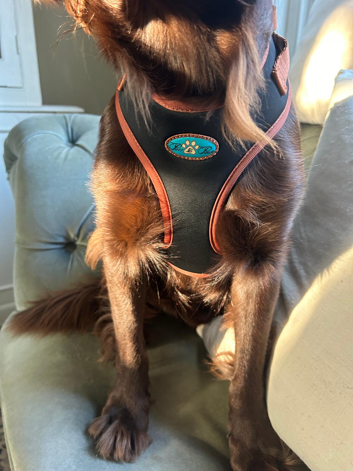 NOIR LE BRONZE ADJUSTABLE LUXURY PADDED HARNESS