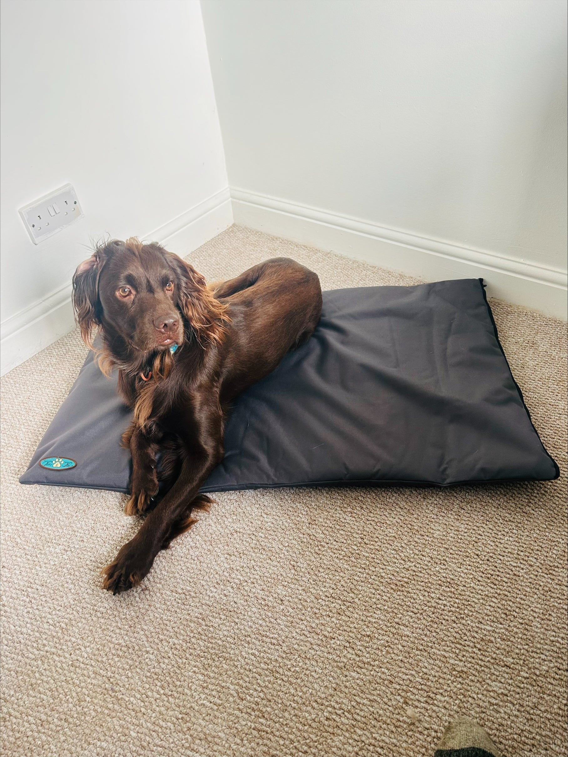 PET BEDS | PURR & PAWS WATERPROOF POLYESTER - CRATE/TRAVEL FLAT MATS