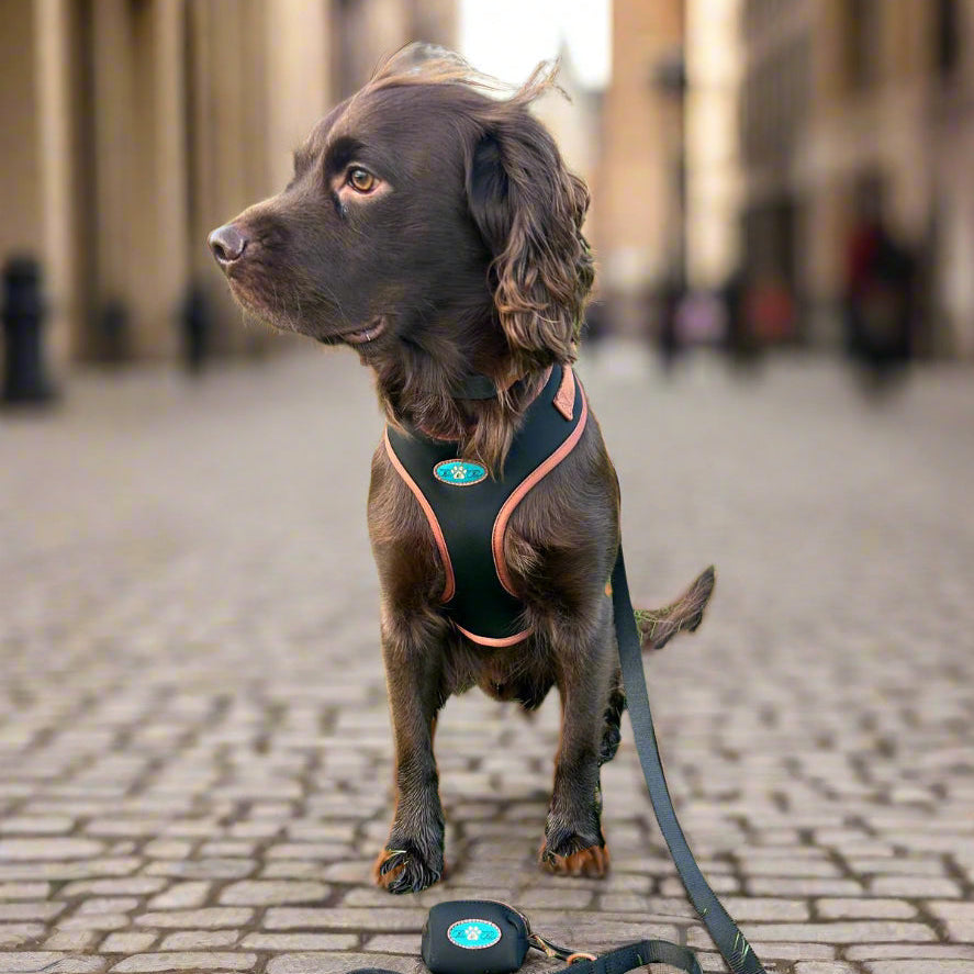 NOIR LE BRONZE - TECHNICAL HARNESS DUO SET