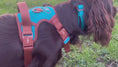 Load and play video in Gallery viewer, AZURE LE BRONZE - TECHNICAL HARNESS DUO SET
